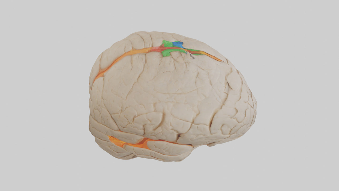 3D model Human Occipital Lobe Model VR / AR / low-poly