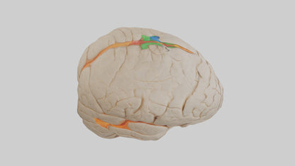 3D model Human Occipital Lobe Model VR / AR / low-poly