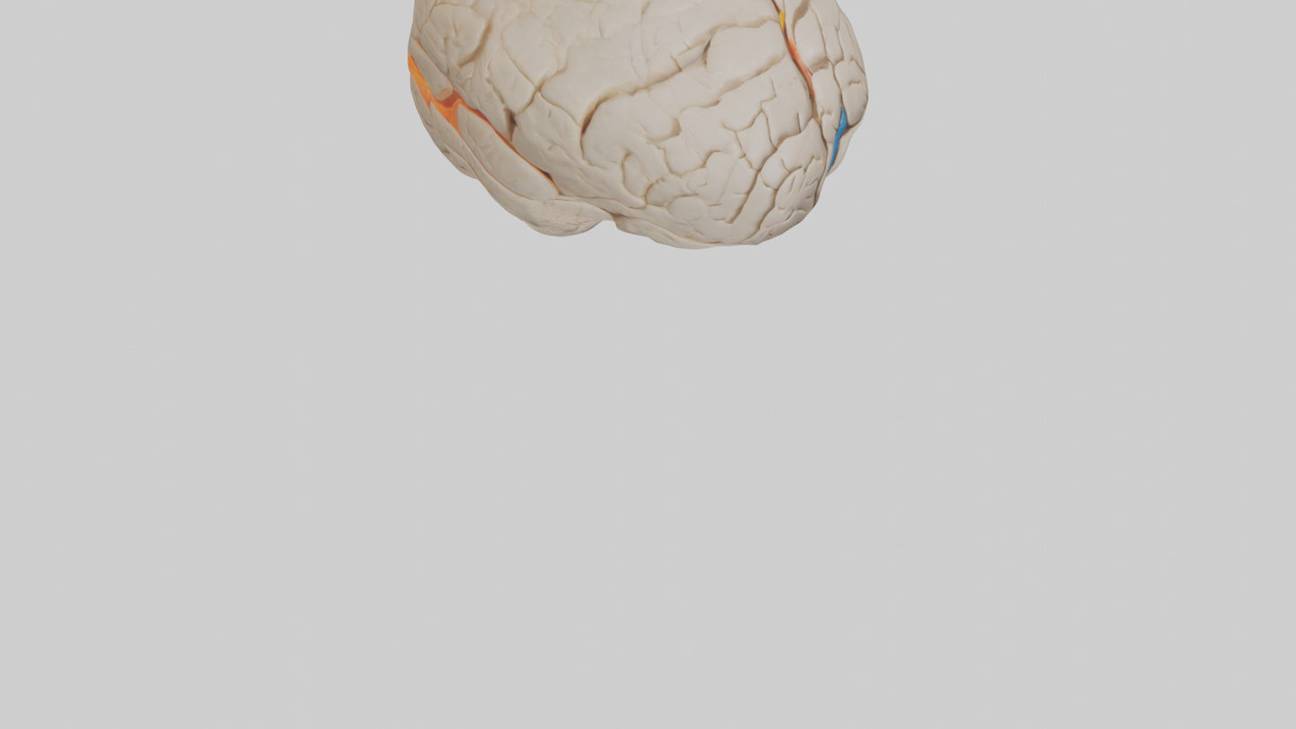 3D model Human Occipital Lobe Model VR / AR / low-poly