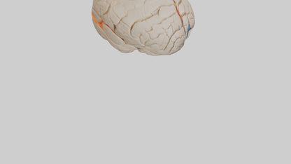3D model Human Occipital Lobe Model VR / AR / low-poly
