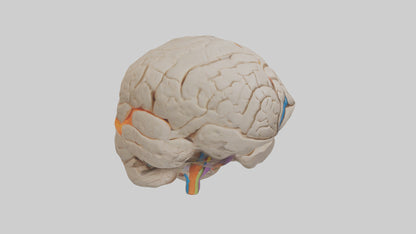 3D model Human Occipital Lobe Model VR / AR / low-poly