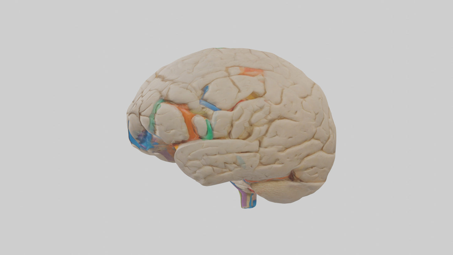 3D model Human Occipital Lobe Model VR / AR / low-poly