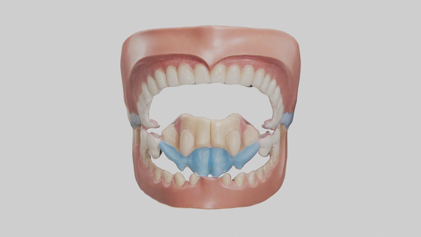Human Oral Cavity Model VR / AR / low-poly