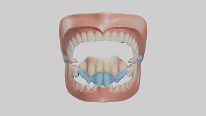 Human Oral Cavity Model VR / AR / low-poly