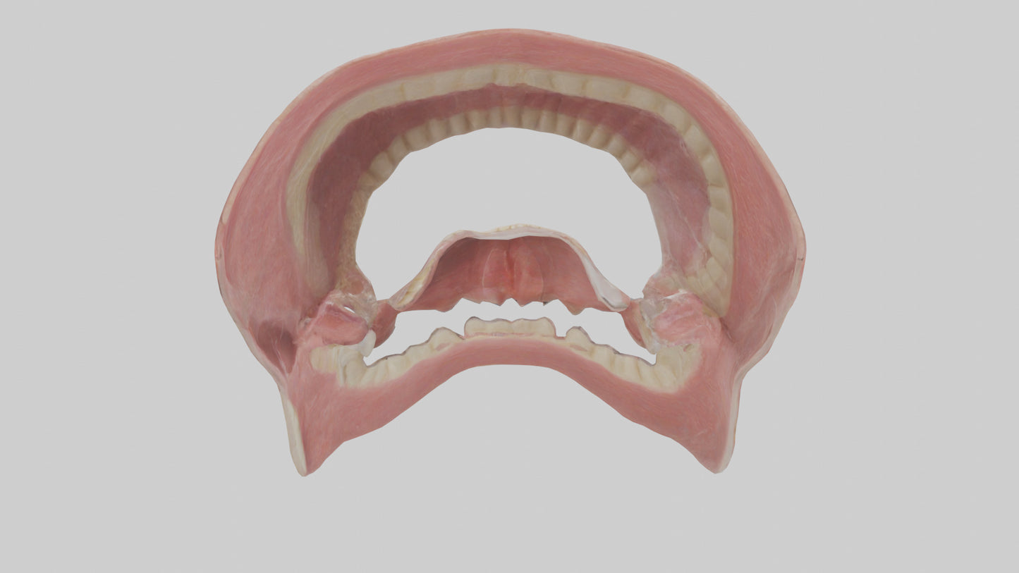 Human Oral Cavity Model VR / AR / low-poly