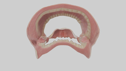 Human Oral Cavity Model VR / AR / low-poly