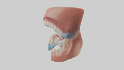 Human Oral Cavity Model VR / AR / low-poly