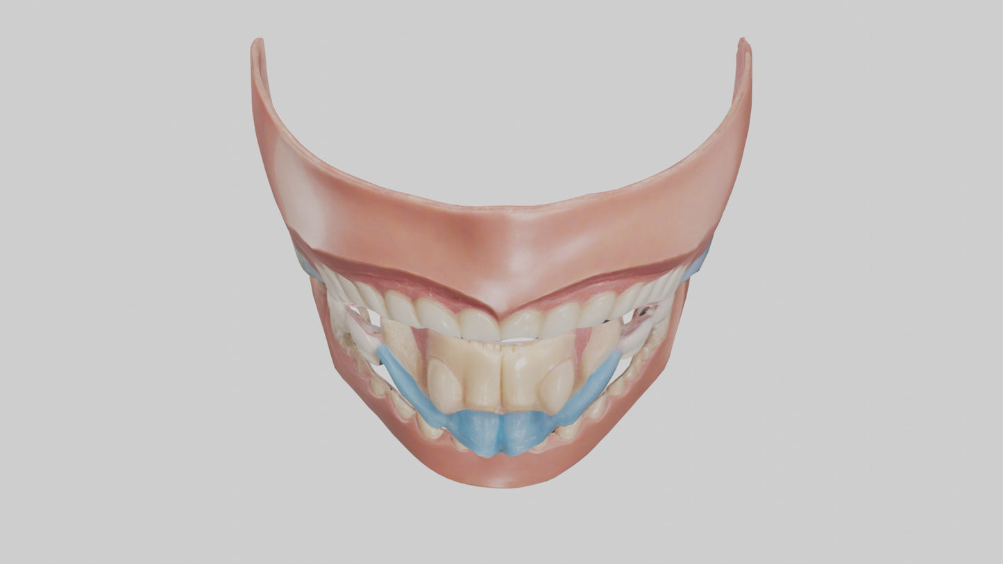Human Oral Cavity Model VR / AR / low-poly