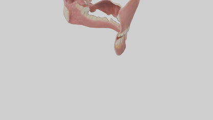 Human Oral Cavity Model VR / AR / low-poly