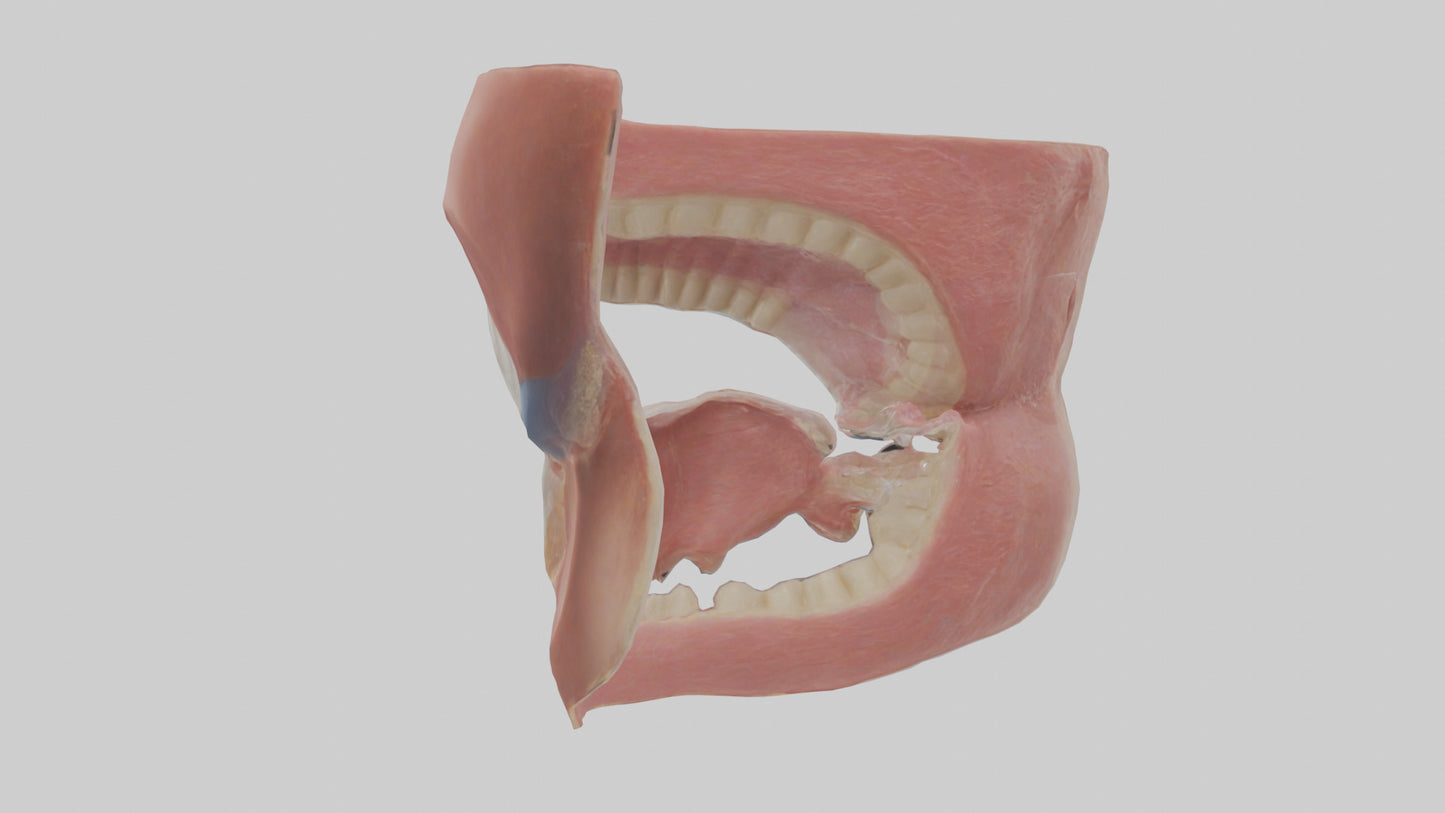 Human Oral Cavity Model VR / AR / low-poly