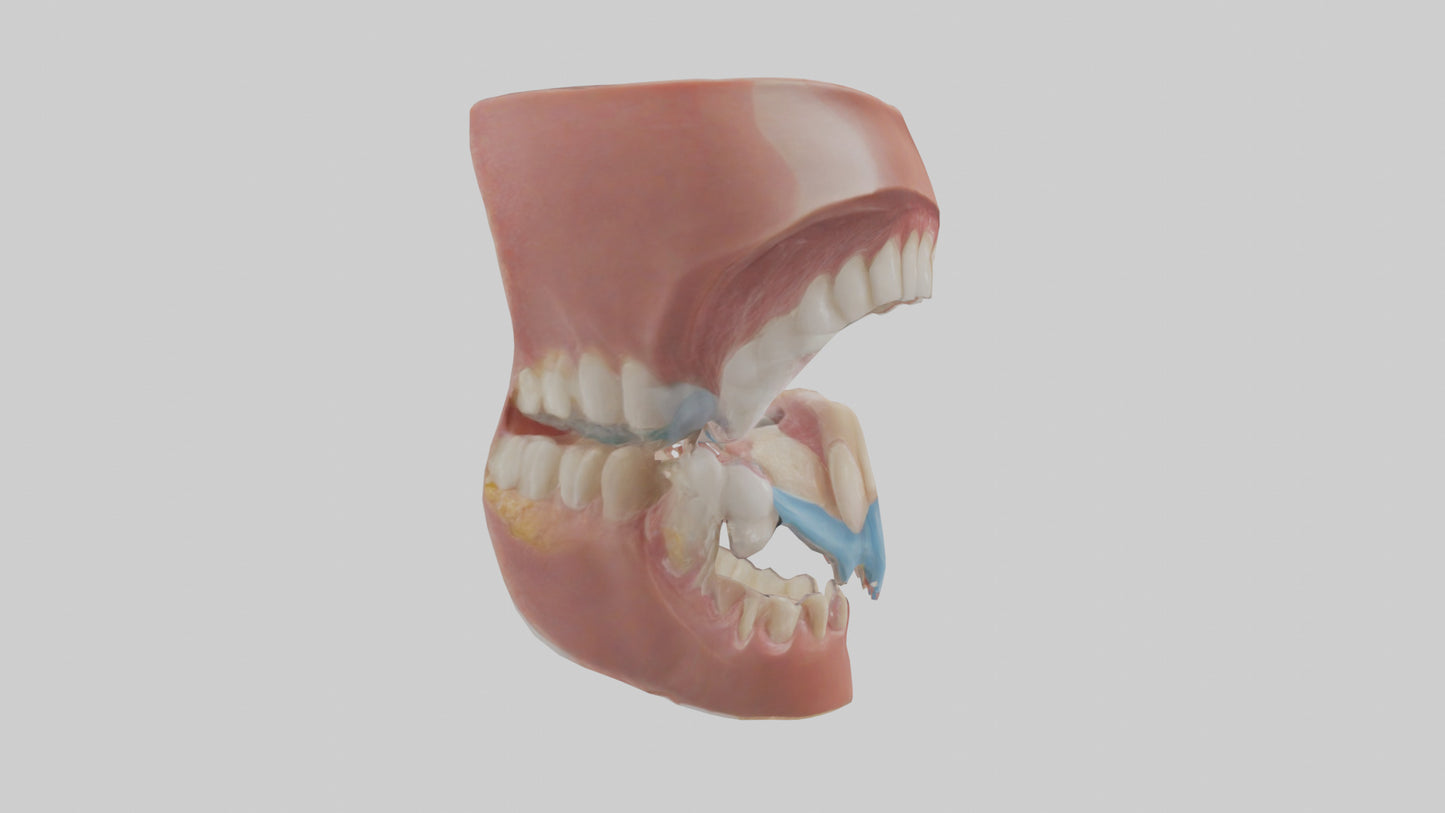 Human Oral Cavity Model VR / AR / low-poly