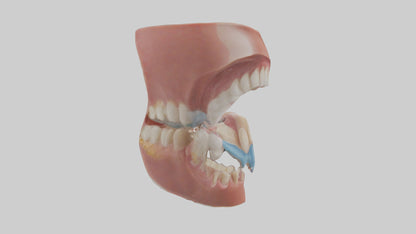 Human Oral Cavity Model VR / AR / low-poly