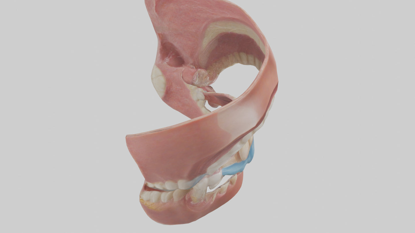 Human Oral Cavity Model VR / AR / low-poly