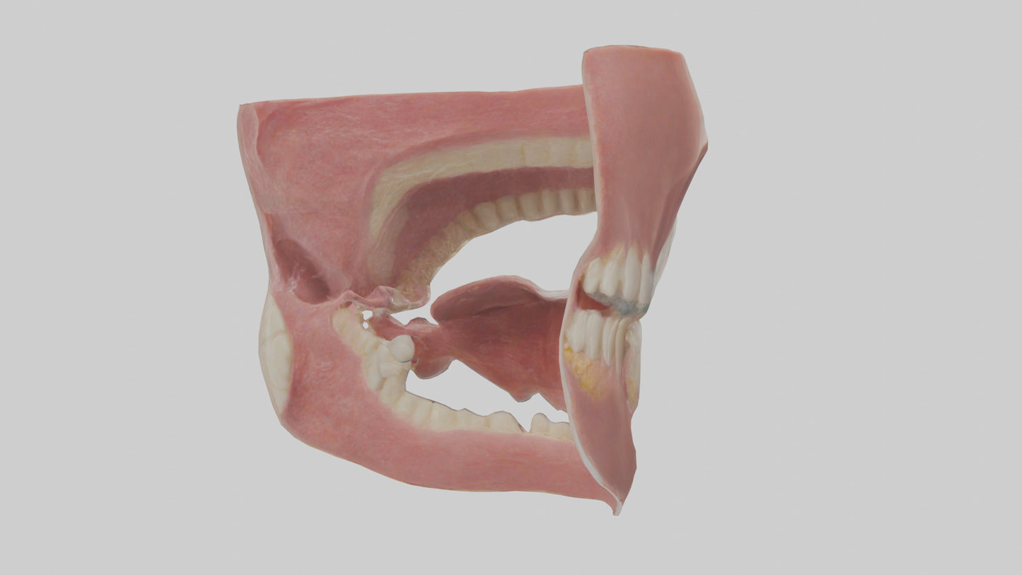 Human Oral Cavity Model VR / AR / low-poly