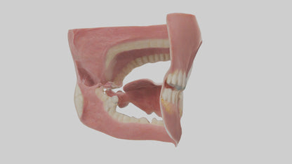 Human Oral Cavity Model VR / AR / low-poly