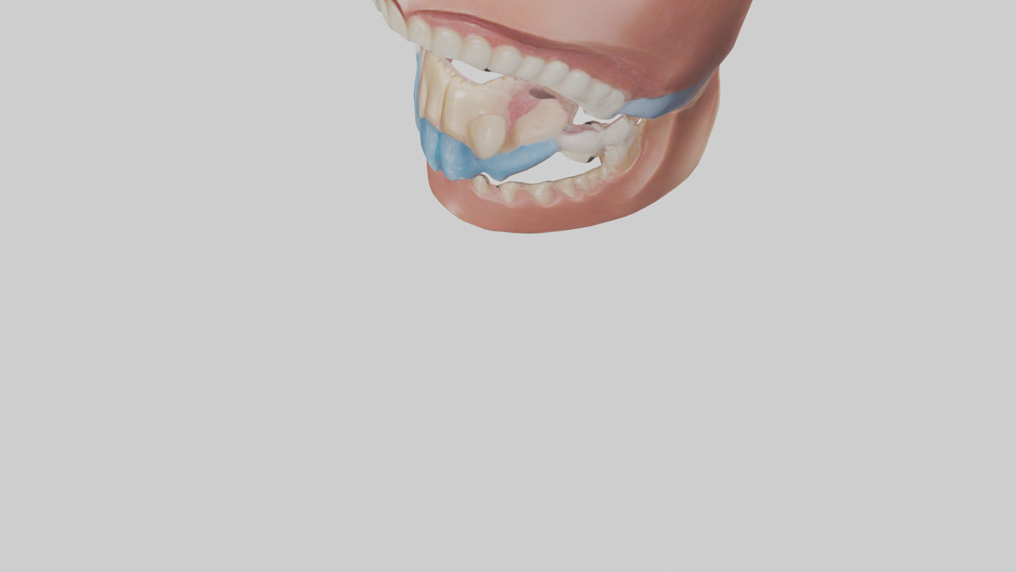 Human Oral Cavity Model VR / AR / low-poly