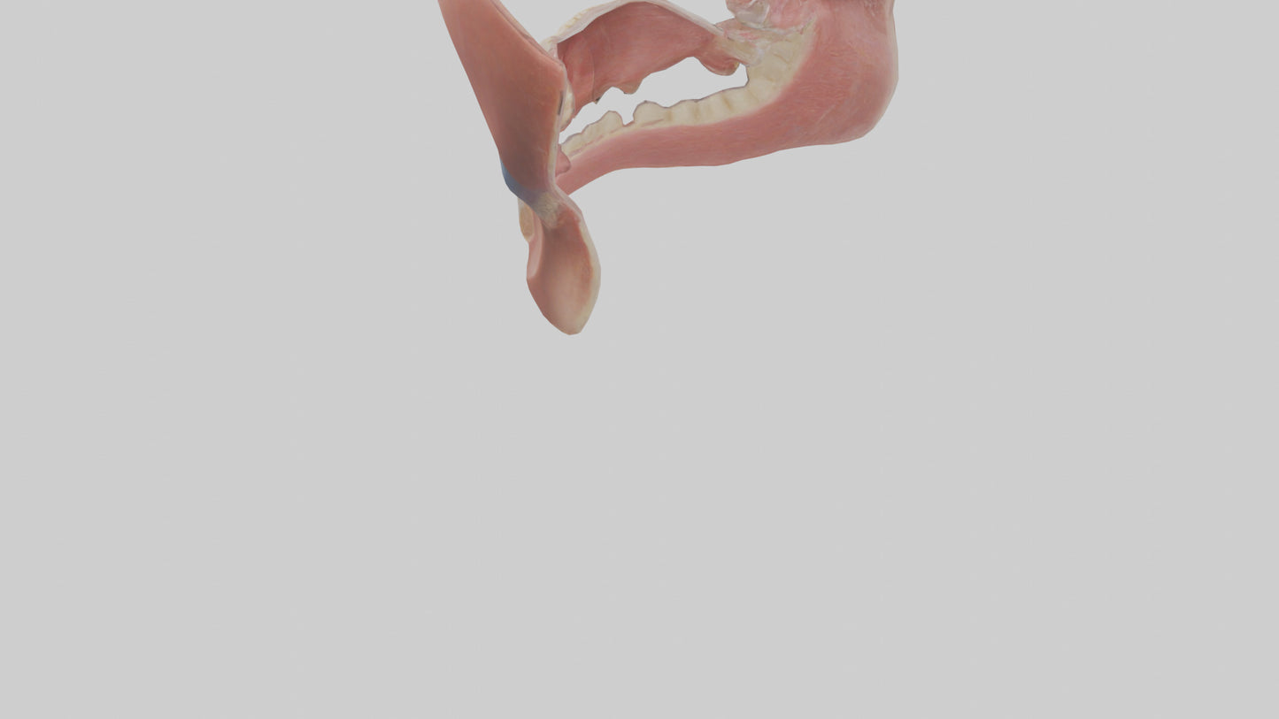 Human Oral Cavity Model VR / AR / low-poly