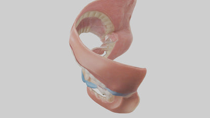 Human Oral Cavity Model VR / AR / low-poly