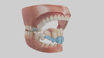 Human Oral Cavity Model VR / AR / low-poly