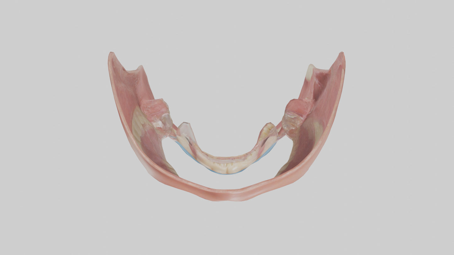 Human Oral Cavity Model VR / AR / low-poly
