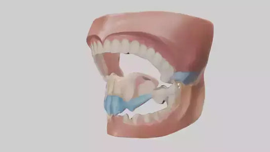 Human Oral Cavity Model VR / AR / low-poly