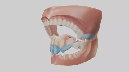 Human Oral Cavity Model VR / AR / low-poly