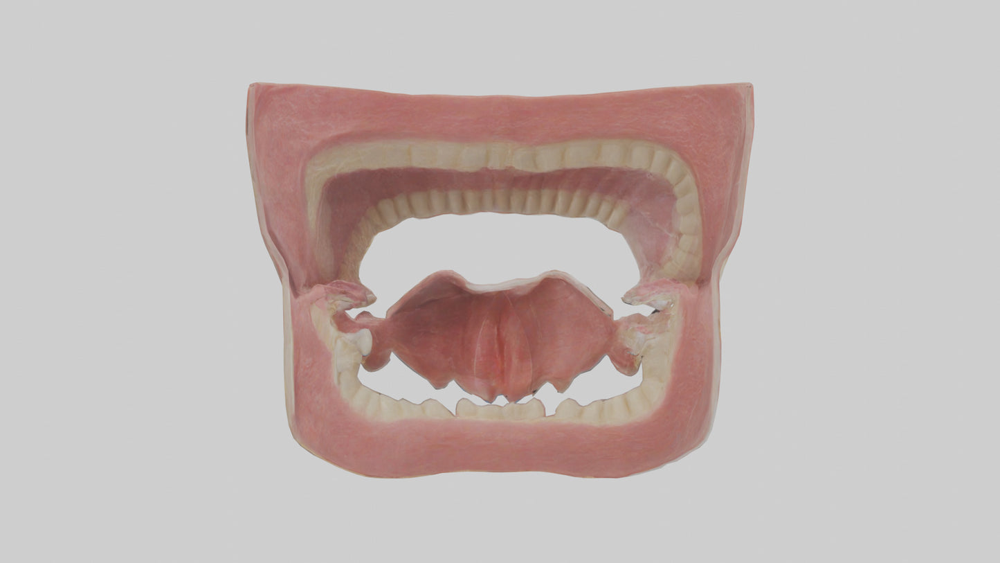Human Oral Cavity Model VR / AR / low-poly