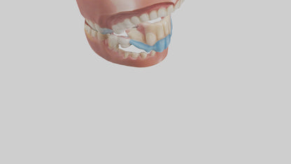 Human Oral Cavity Model VR / AR / low-poly