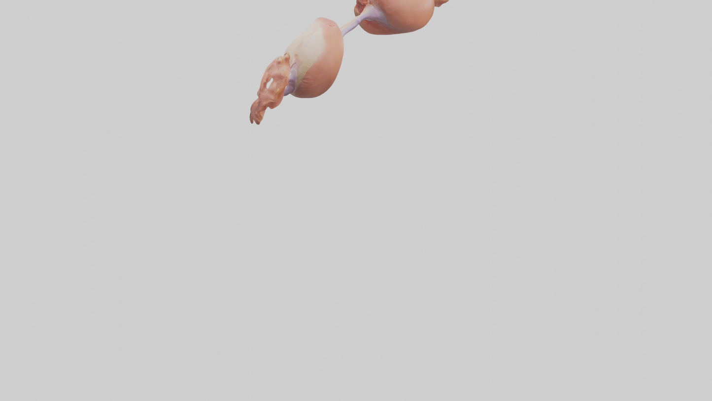 3D model Human Ovaries Model VR / AR / low-poly