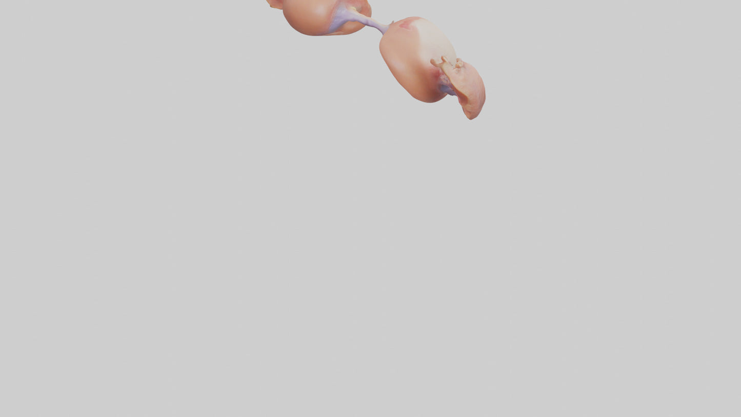 3D model Human Ovaries Model VR / AR / low-poly