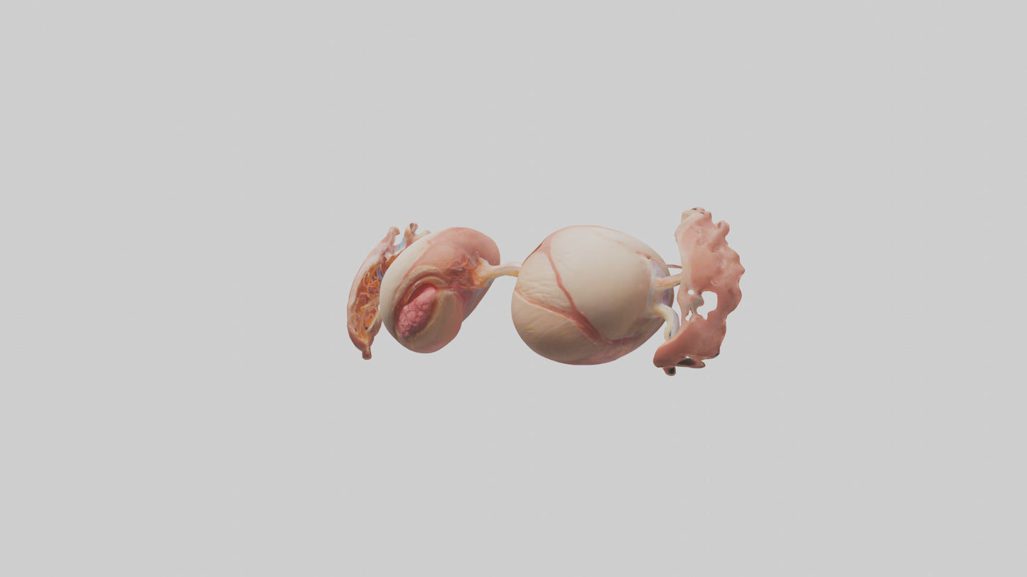 3D model Human Ovaries Model VR / AR / low-poly