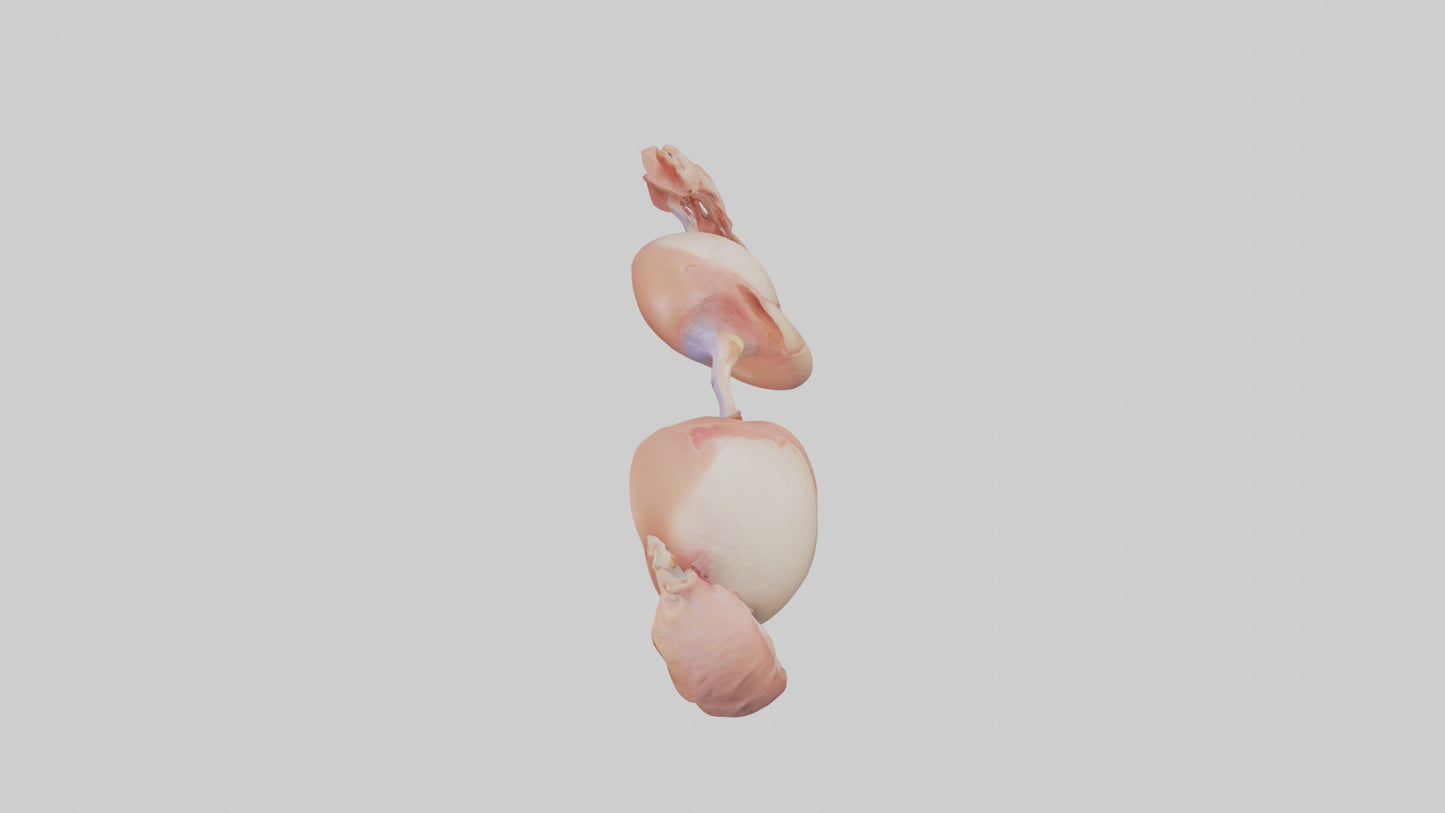 3D model Human Ovaries Model VR / AR / low-poly