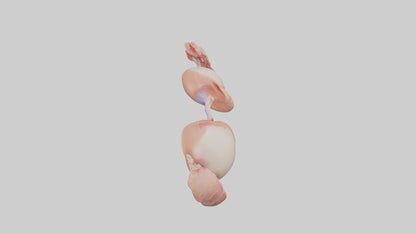 3D model Human Ovaries Model VR / AR / low-poly