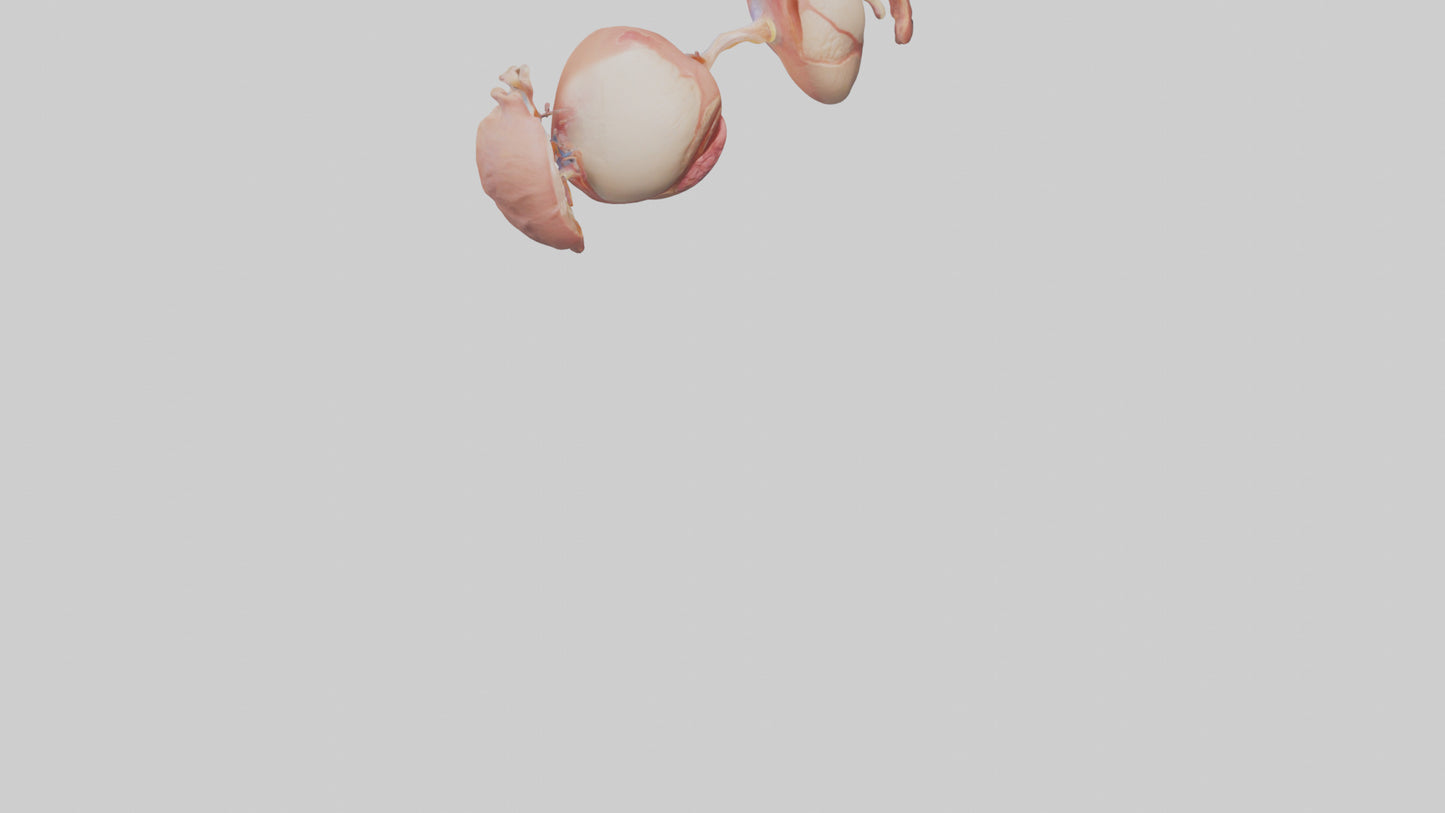 3D model Human Ovaries Model VR / AR / low-poly