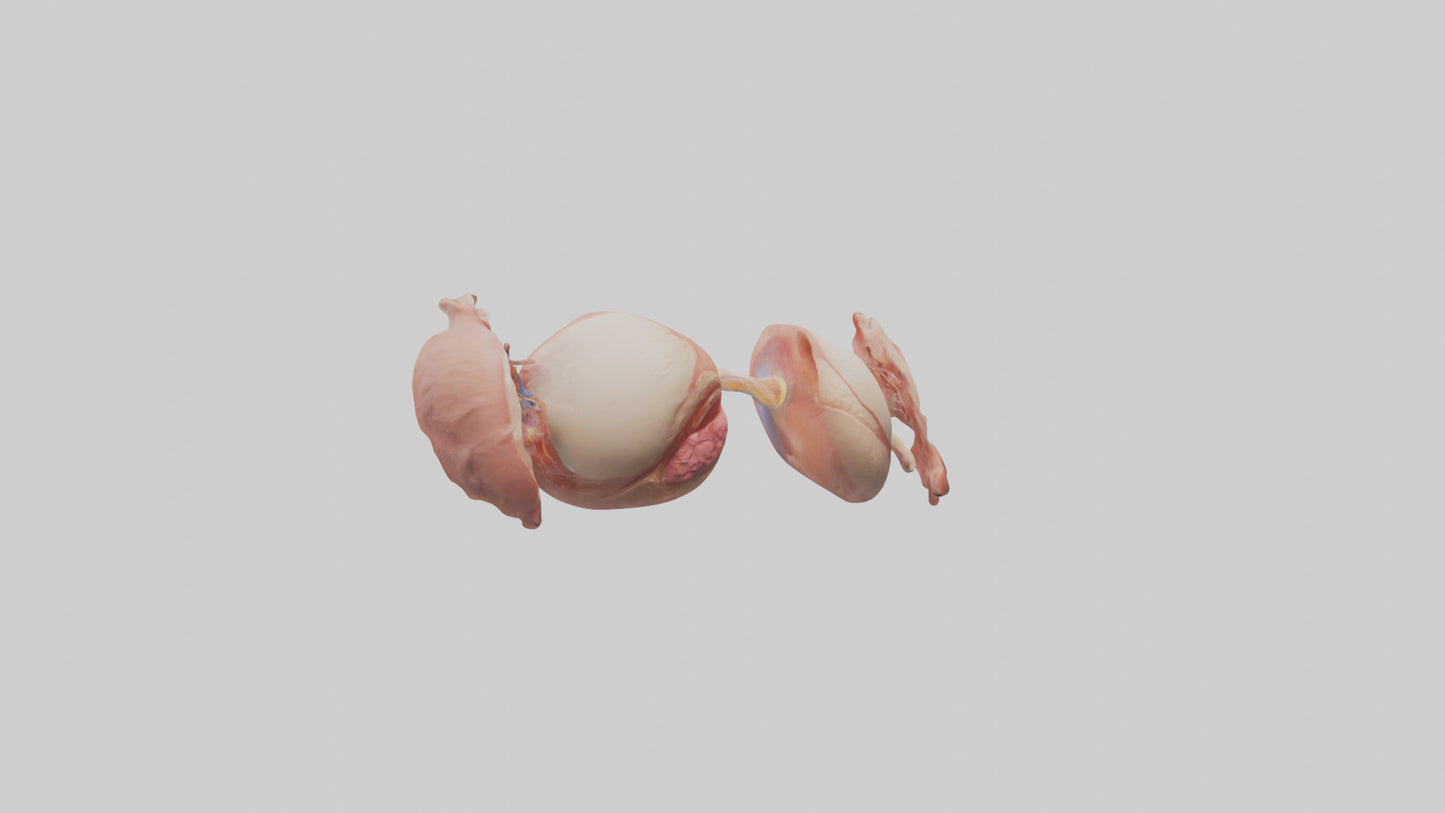 3D model Human Ovaries Model VR / AR / low-poly