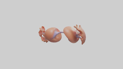 3D model Human Ovaries Model VR / AR / low-poly