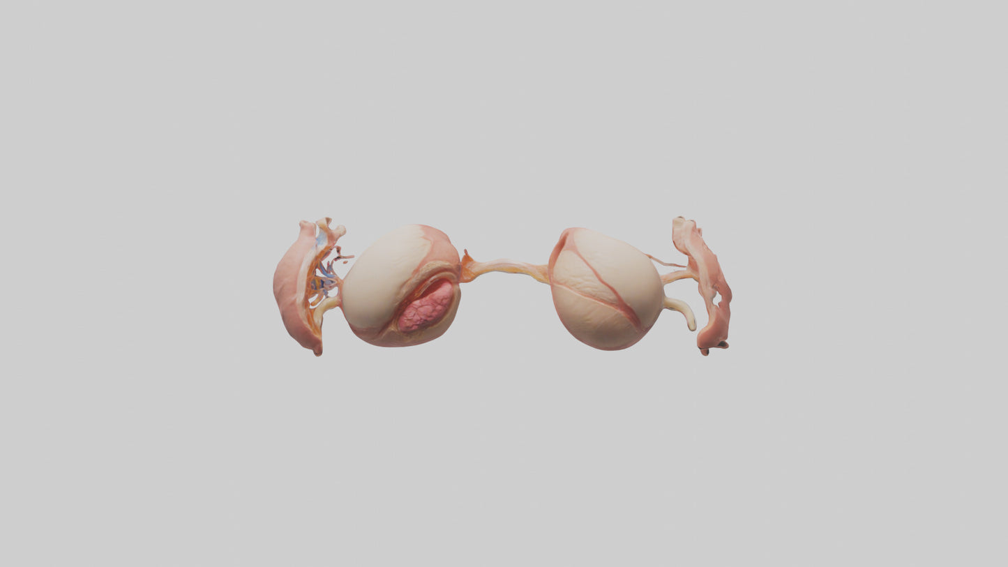 3D model Human Ovaries Model VR / AR / low-poly