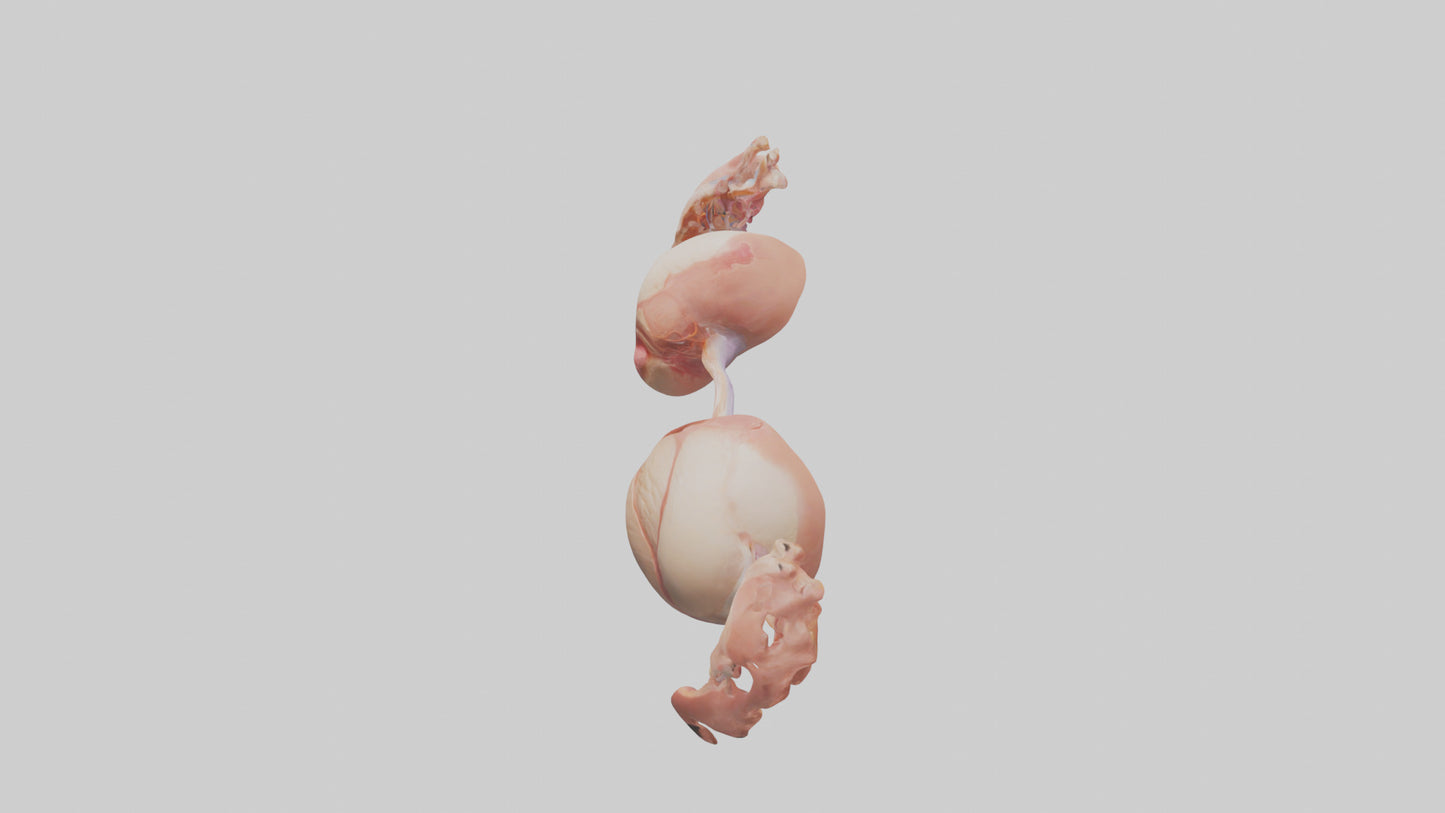 3D model Human Ovaries Model VR / AR / low-poly