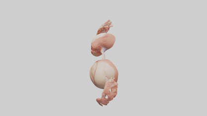 3D model Human Ovaries Model VR / AR / low-poly