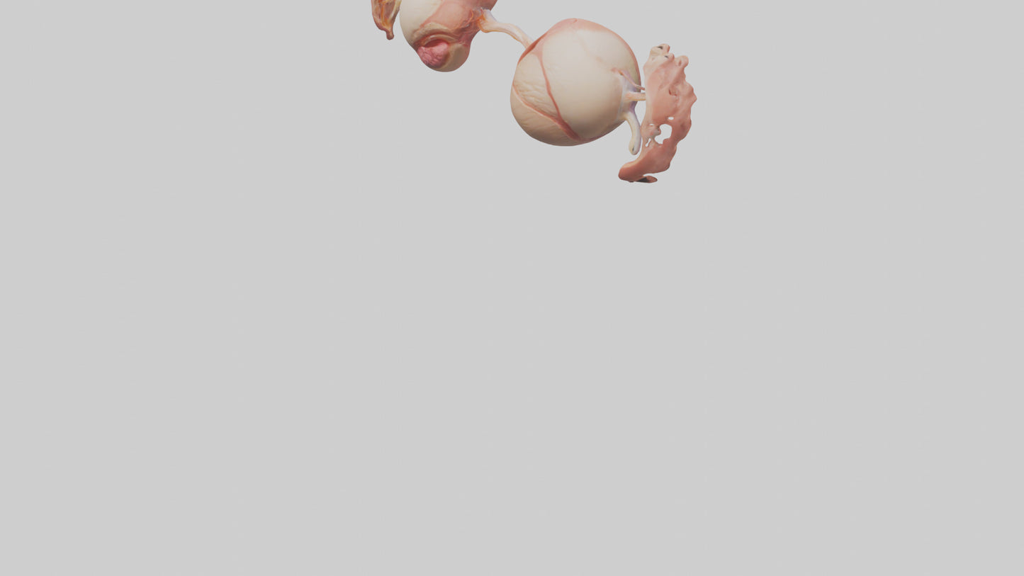 3D model Human Ovaries Model VR / AR / low-poly
