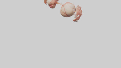 3D model Human Ovaries Model VR / AR / low-poly