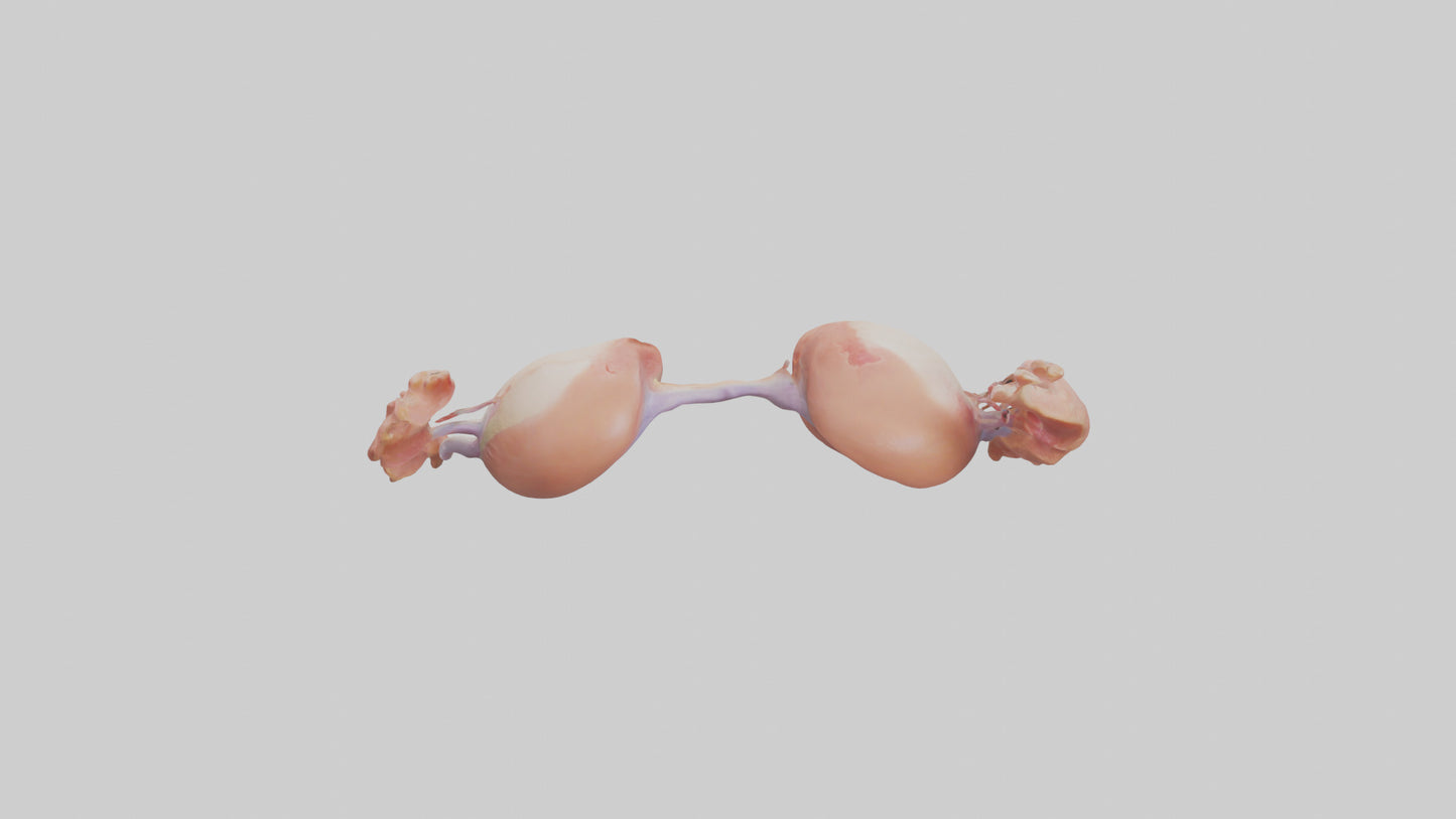 3D model Human Ovaries Model VR / AR / low-poly