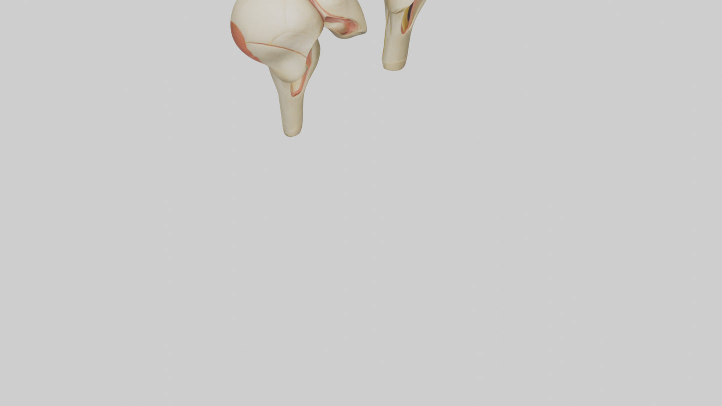 3D model Human Patella Model VR / AR / low-poly