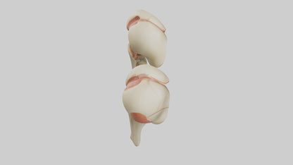 3D model Human Patella Model VR / AR / low-poly