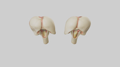 3D model Human Patella Model VR / AR / low-poly