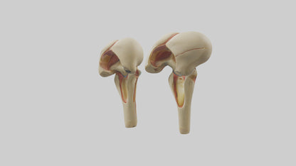 3D model Human Patella Model VR / AR / low-poly