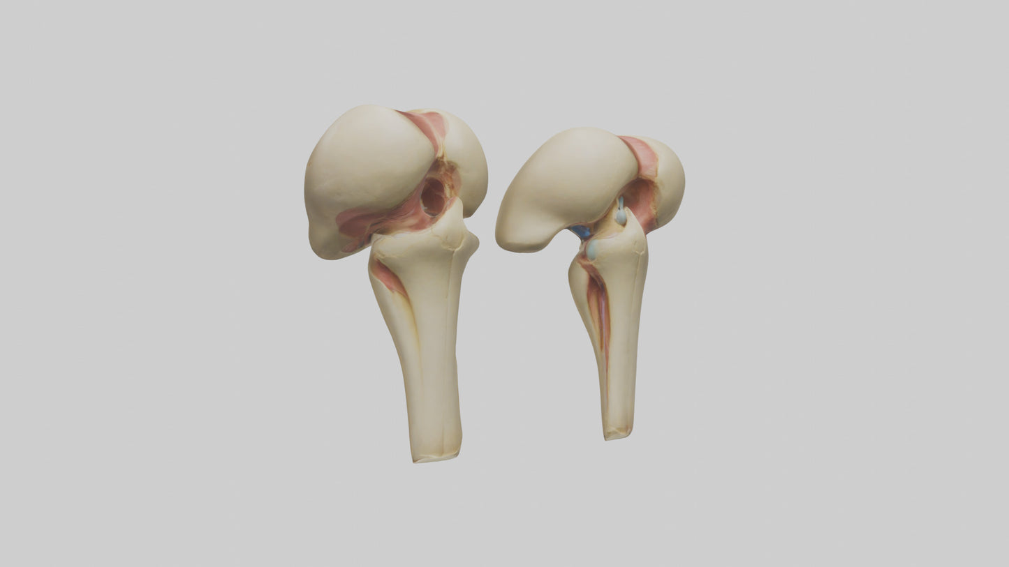 3D model Human Patella Model VR / AR / low-poly