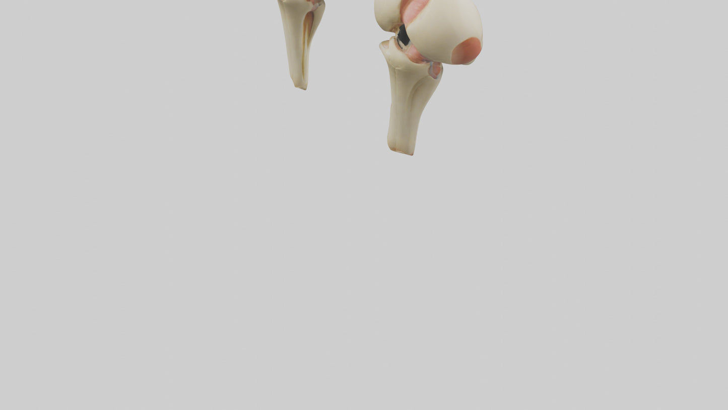 3D model Human Patella Model VR / AR / low-poly