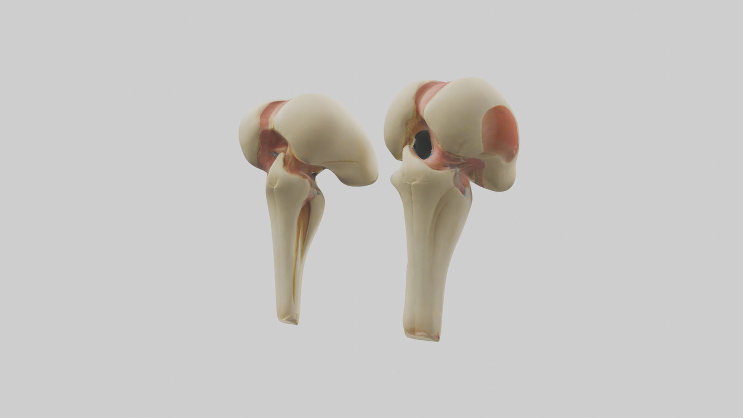 3D model Human Patella Model VR / AR / low-poly