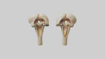 3D model Human Patella Model VR / AR / low-poly